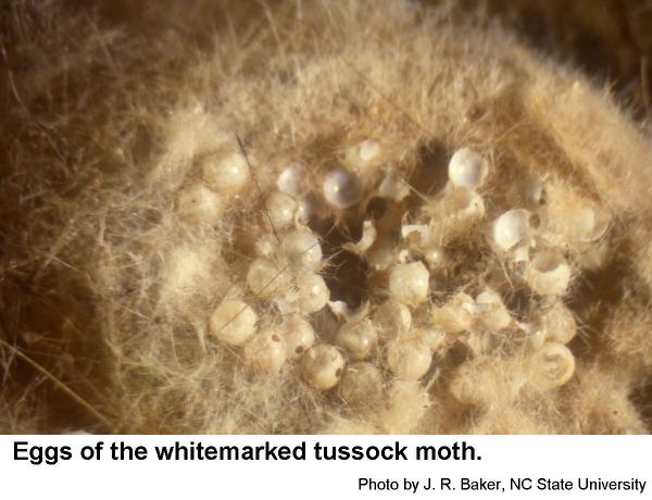 Whitemarked tussock moth eggs